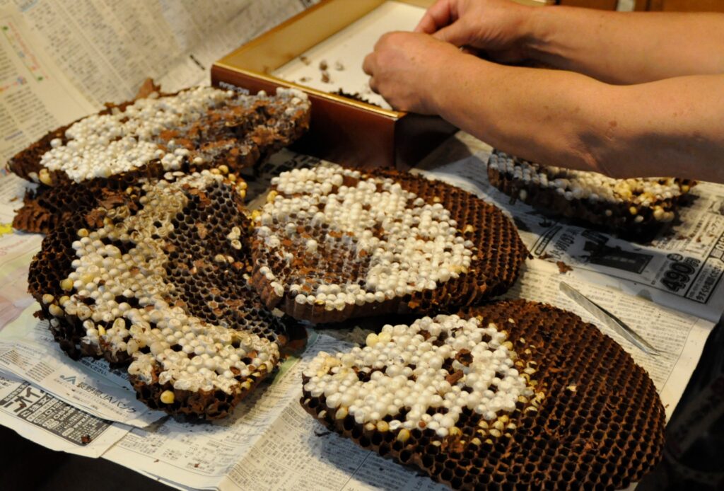 ハチの子を好んで食べることもある“人間”