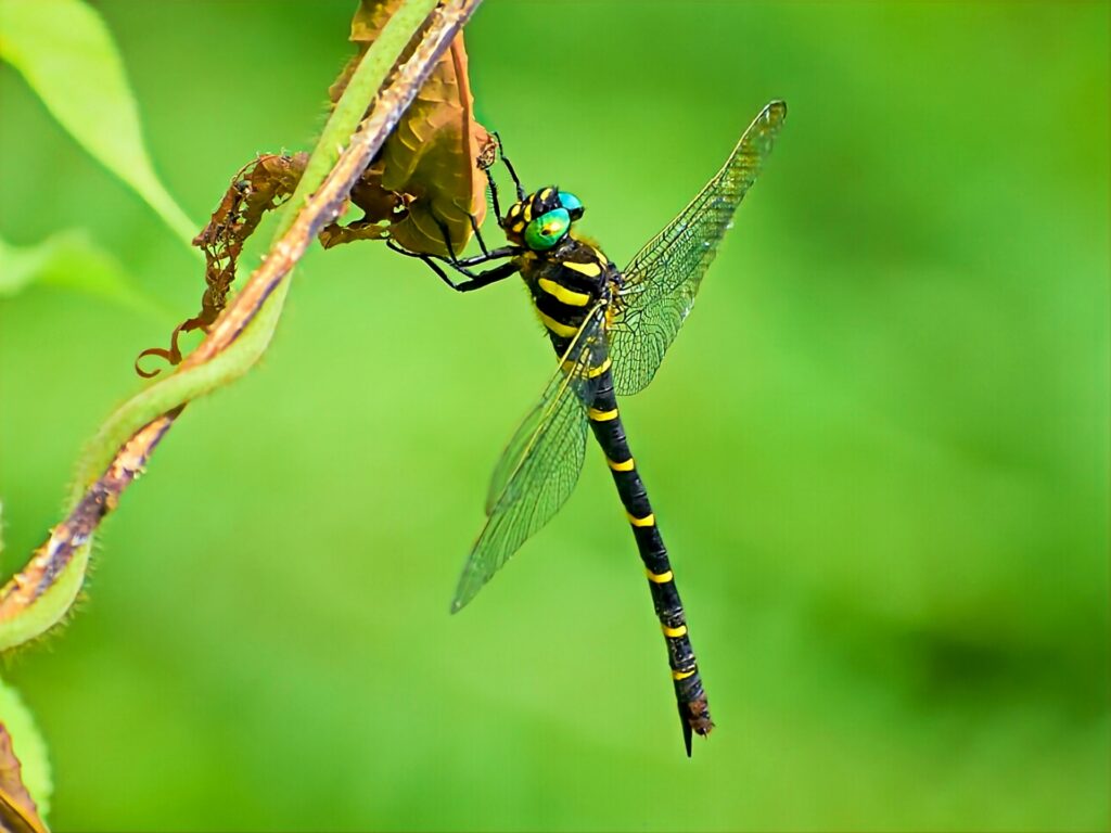 日本最大で最強の肉食トンボ ”オニヤンマ”