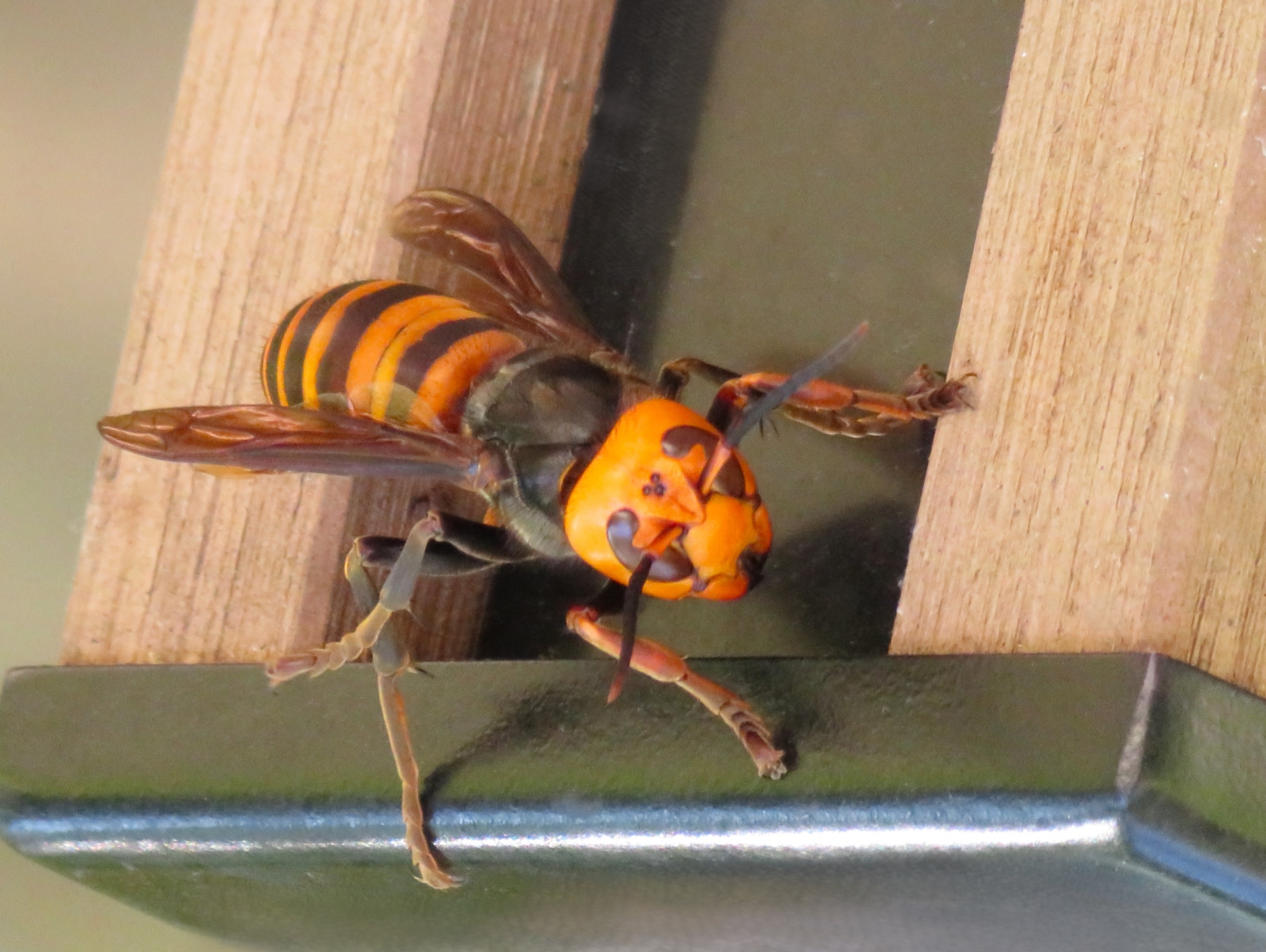 スズメバチを駆除する方法3選