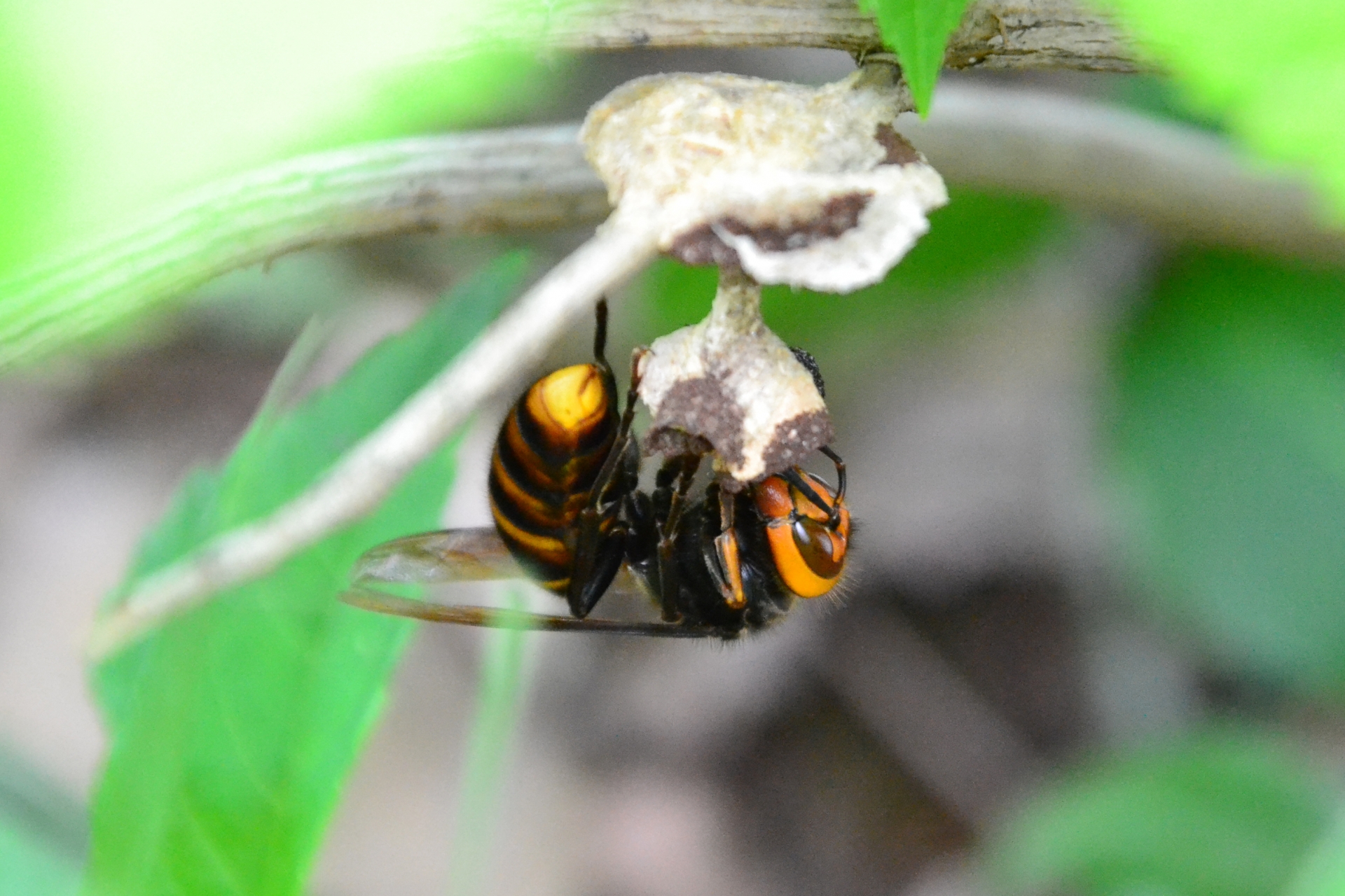 【春】女王蜂の巣作りが本格化する前に退治しよう