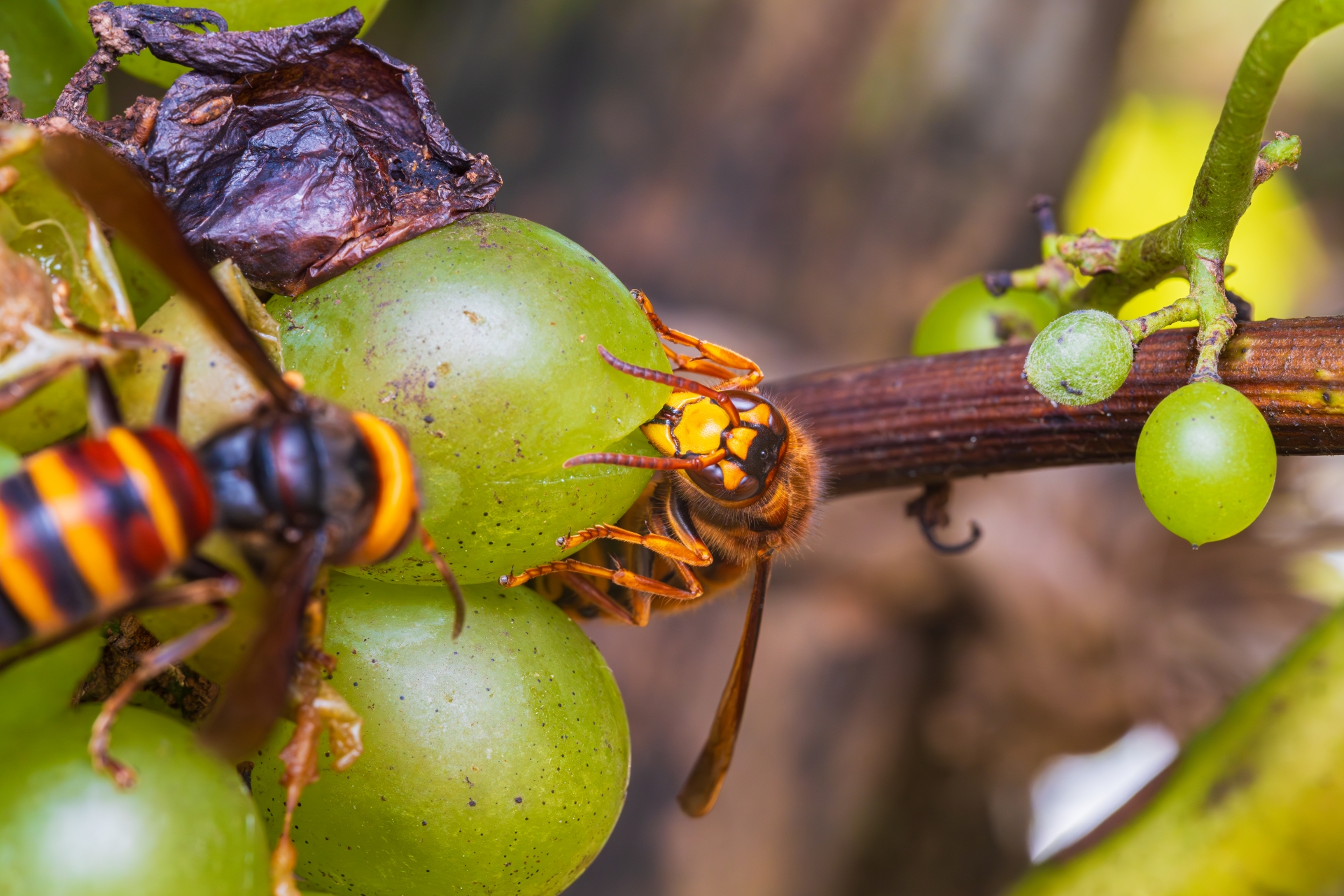 女王蜂のライフサイクル