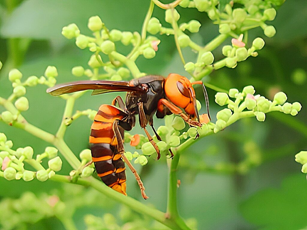 巨大で凶暴、最も危険なオオスズメバチ