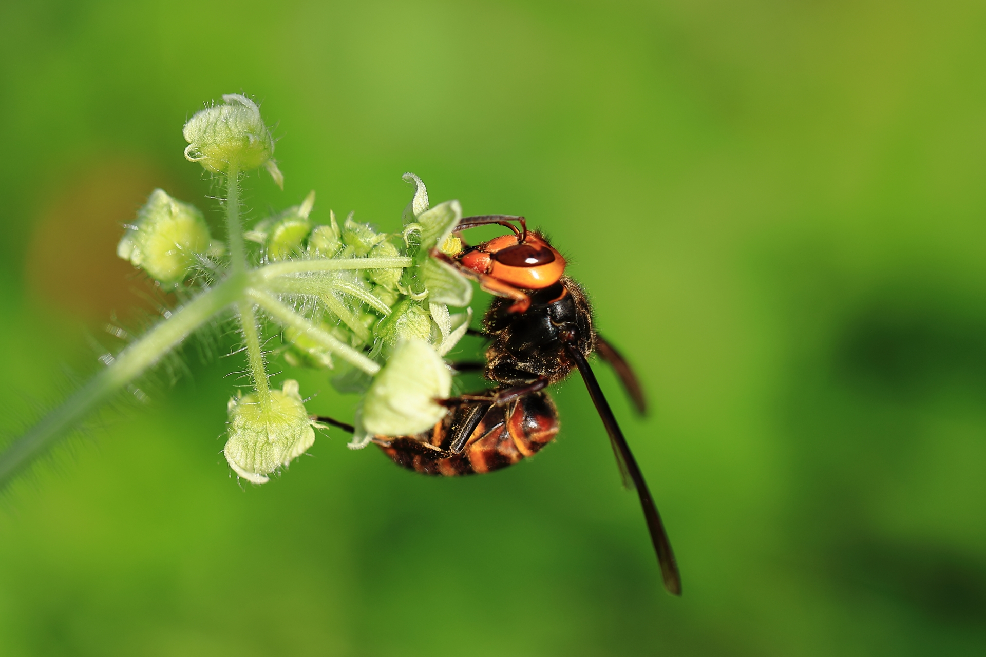 コガタスズメバチ