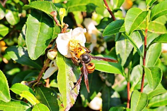 スズメバチは冬になったらどうしている？