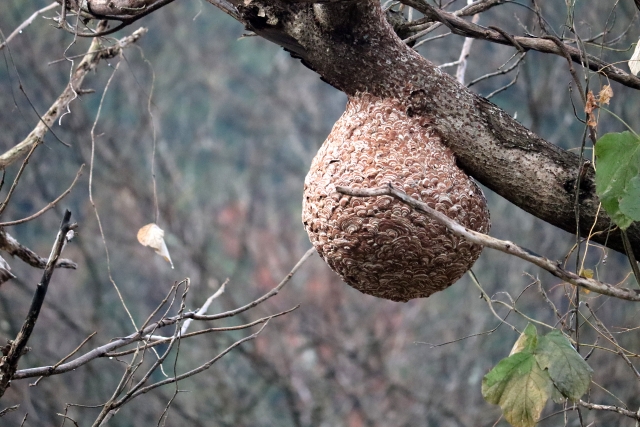 冬のスズメバチの巣を放置すると起こりうるリスク