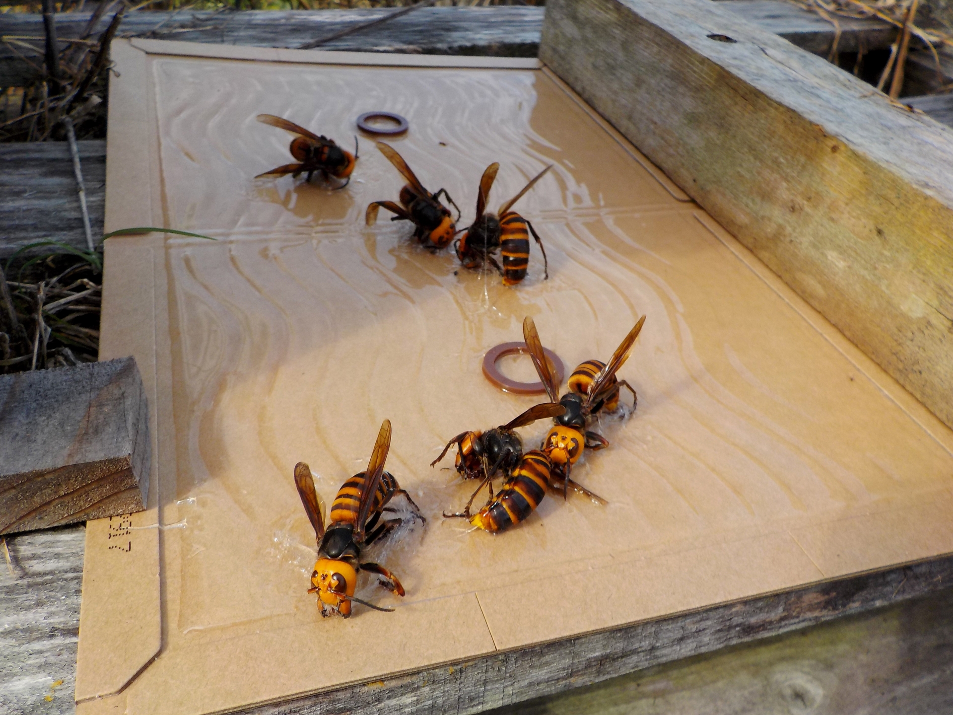 スズメバチを駆除する方法