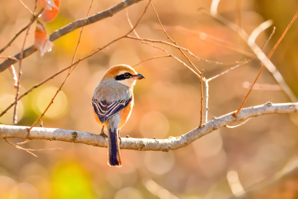 小型だが小鳥も襲うことがある ”モズ”