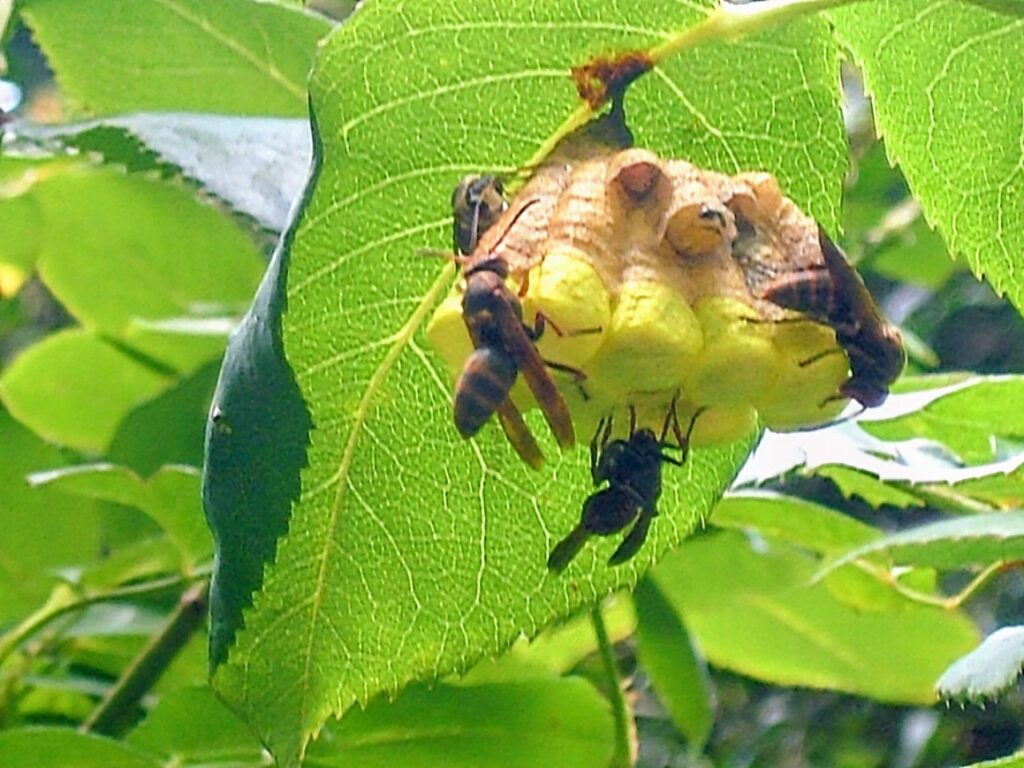 さらに細かい分類のスズメバチ一覧