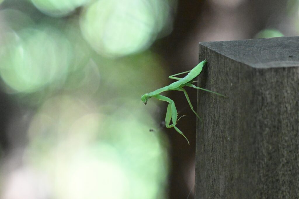 昆虫類に分類されるスズメバチの天敵