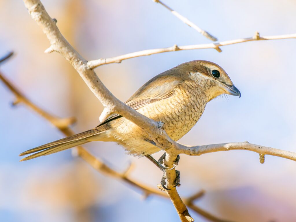 鳥類に分類されるスズメバチの天敵