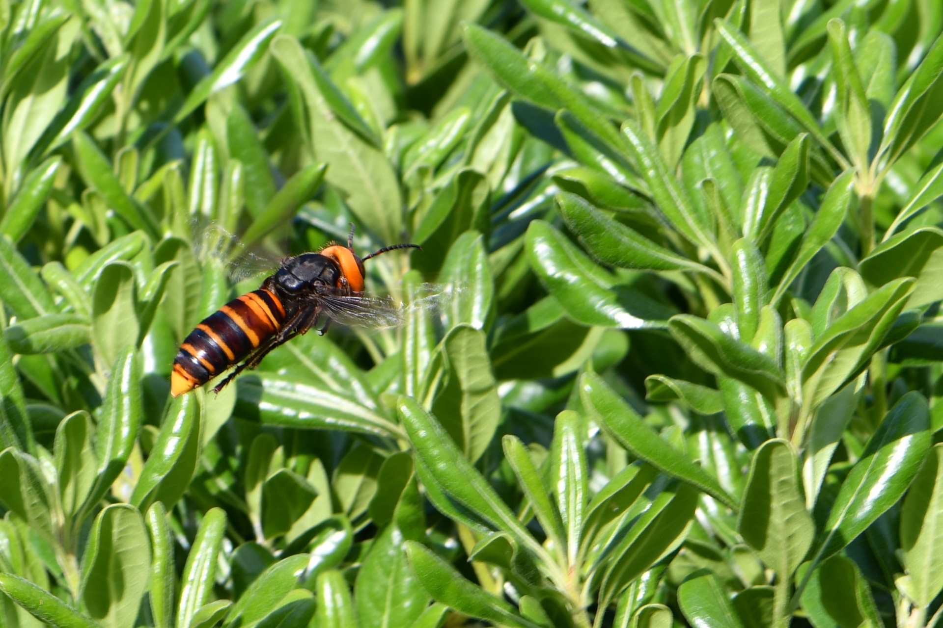 スズメバチを見つけた際の対処法