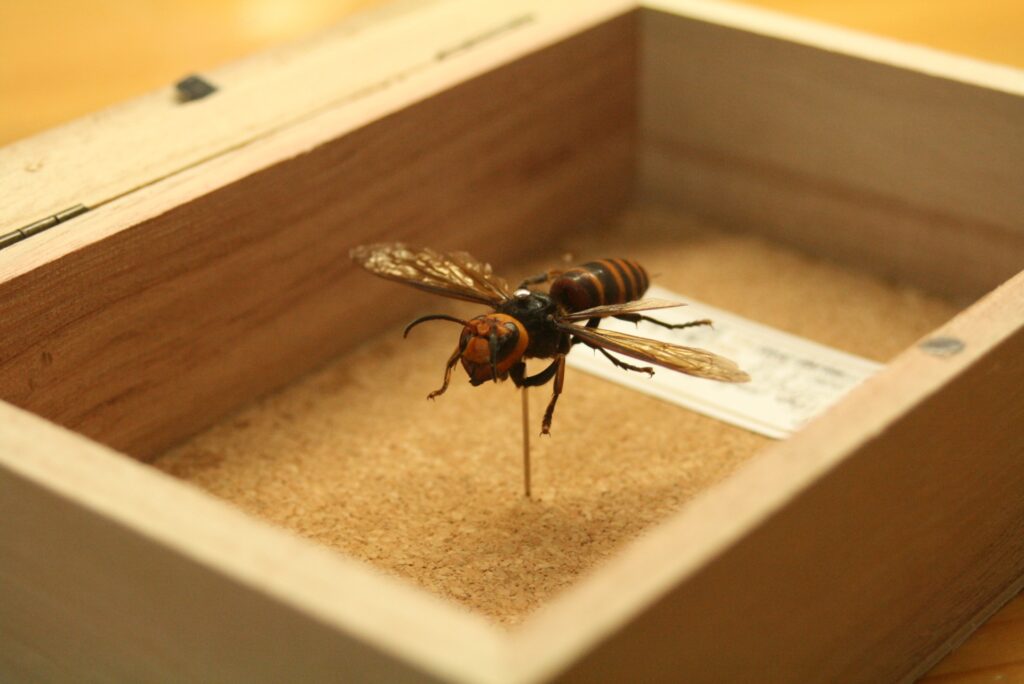 日本に生息する危険なスズメバチは主に9種類