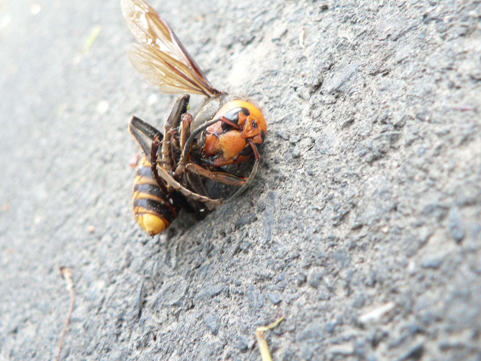 スズメバチが動かない理由