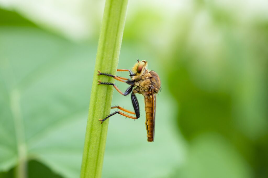 枝葉に隠れて背後から奇襲する ”シオヤアブ”