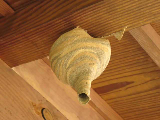 スズメバチの初期段階の巣の特徴