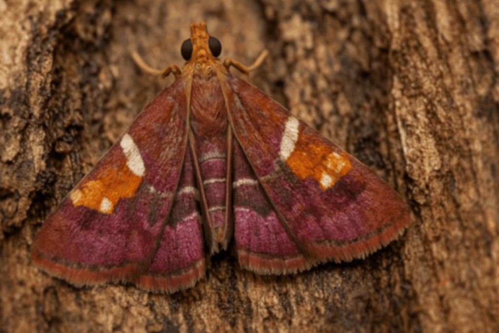 巣に寄生し巣盤を食べる ”ギンモンシマメイガ”