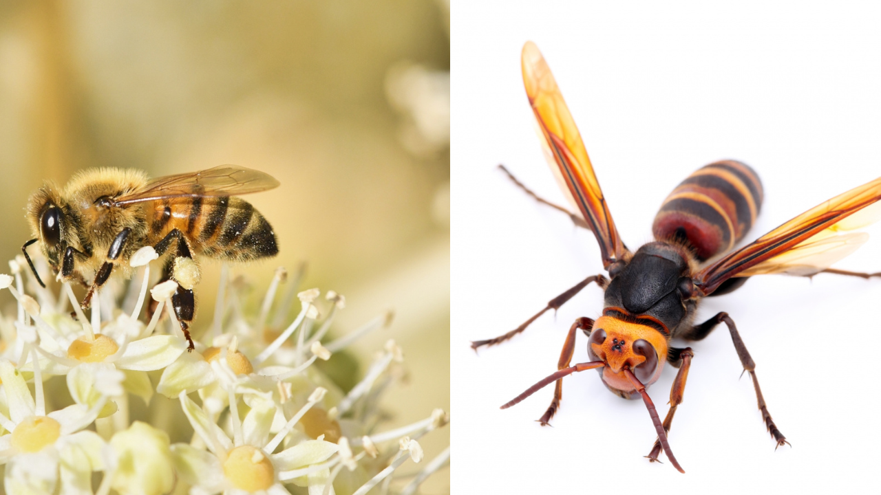 見た目で見分ける