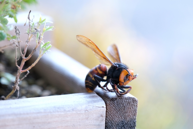 スズメバチによる事故を防ぐ方法