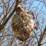 スズメバチの巣