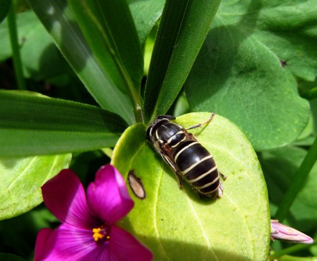 黒いスズメバチ「クロスズメバチ」の特徴