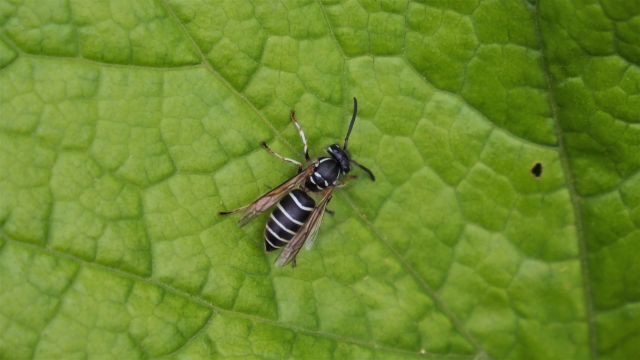 クロスズメバチに刺されないための方法