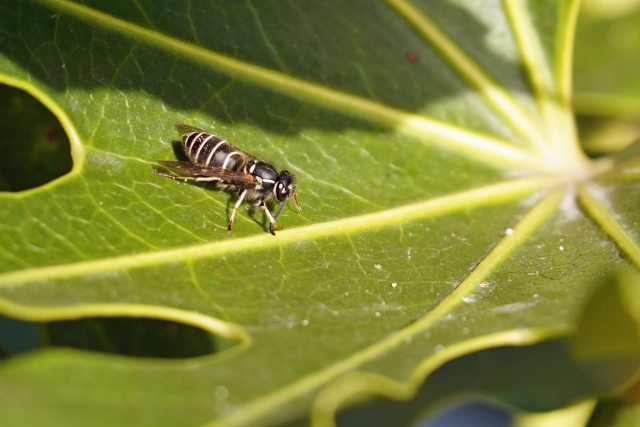 クロスズメバチに刺された時の症状を解説