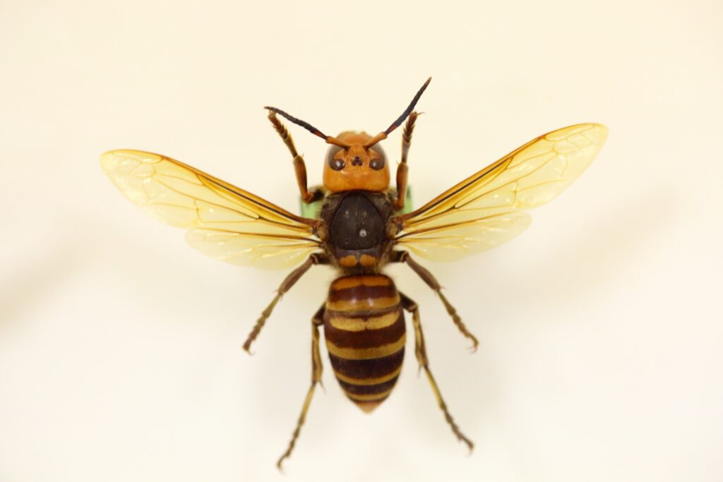 業者に依頼すべき蜂の種類