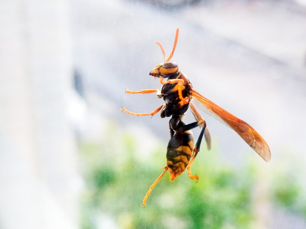 自力で蜂の駆除を行う場合の注意点