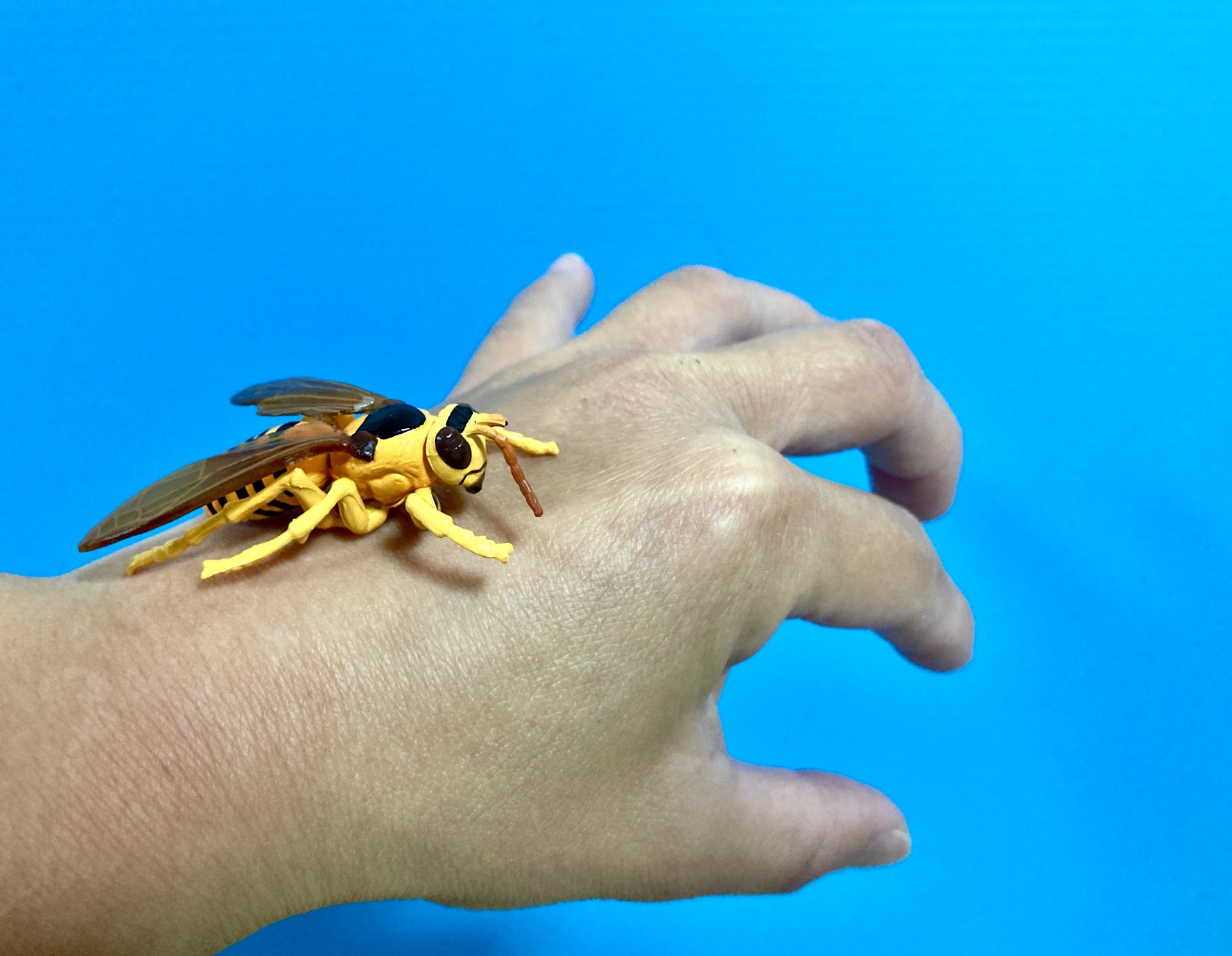 スズメバチに刺された時の対処法