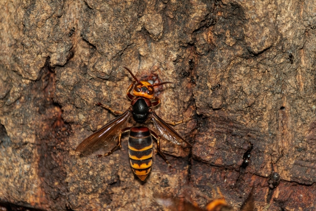 スズメバチの毒によって起こる症状