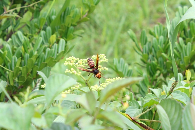 スズメバチの毒による死亡事故は多い