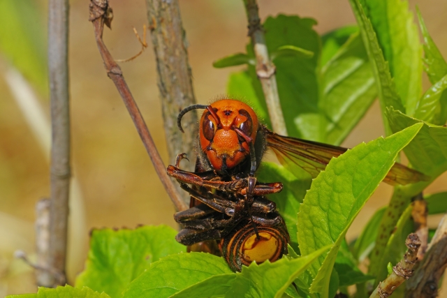 スズメバチが人間を襲う理由