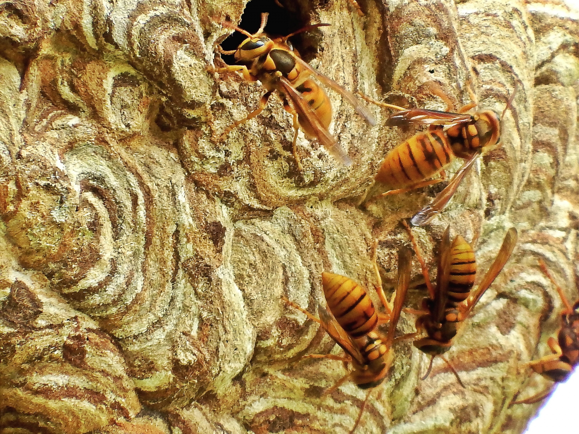 スズメバチが巣を作る場所4選