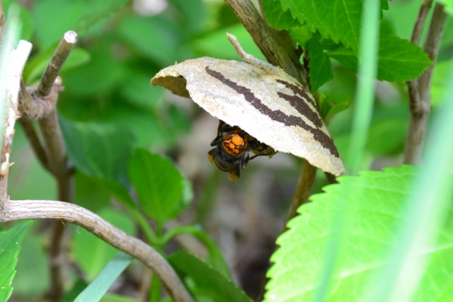 スズメバチの卵を産み付ける女王蜂