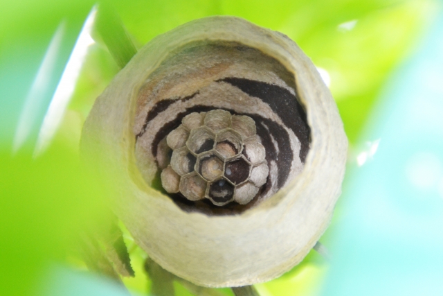 スズメバチの卵の見た目やサイズ