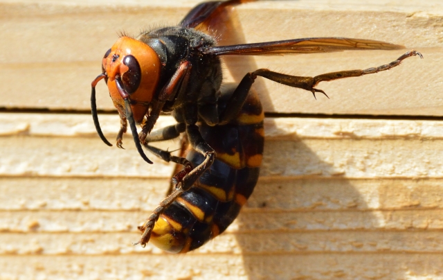スズメバチに刺された時の対処法