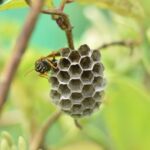 アシナガバチの巣