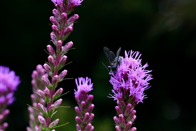 【4ステップ解説】クロスズメバチに刺された時の対処法
