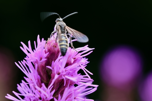 クロスズメバチの生態を解説