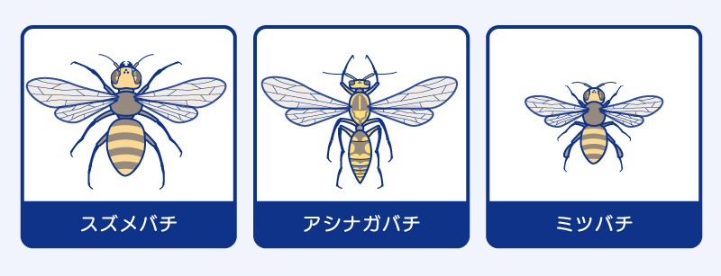 3種類のハチのイラスト