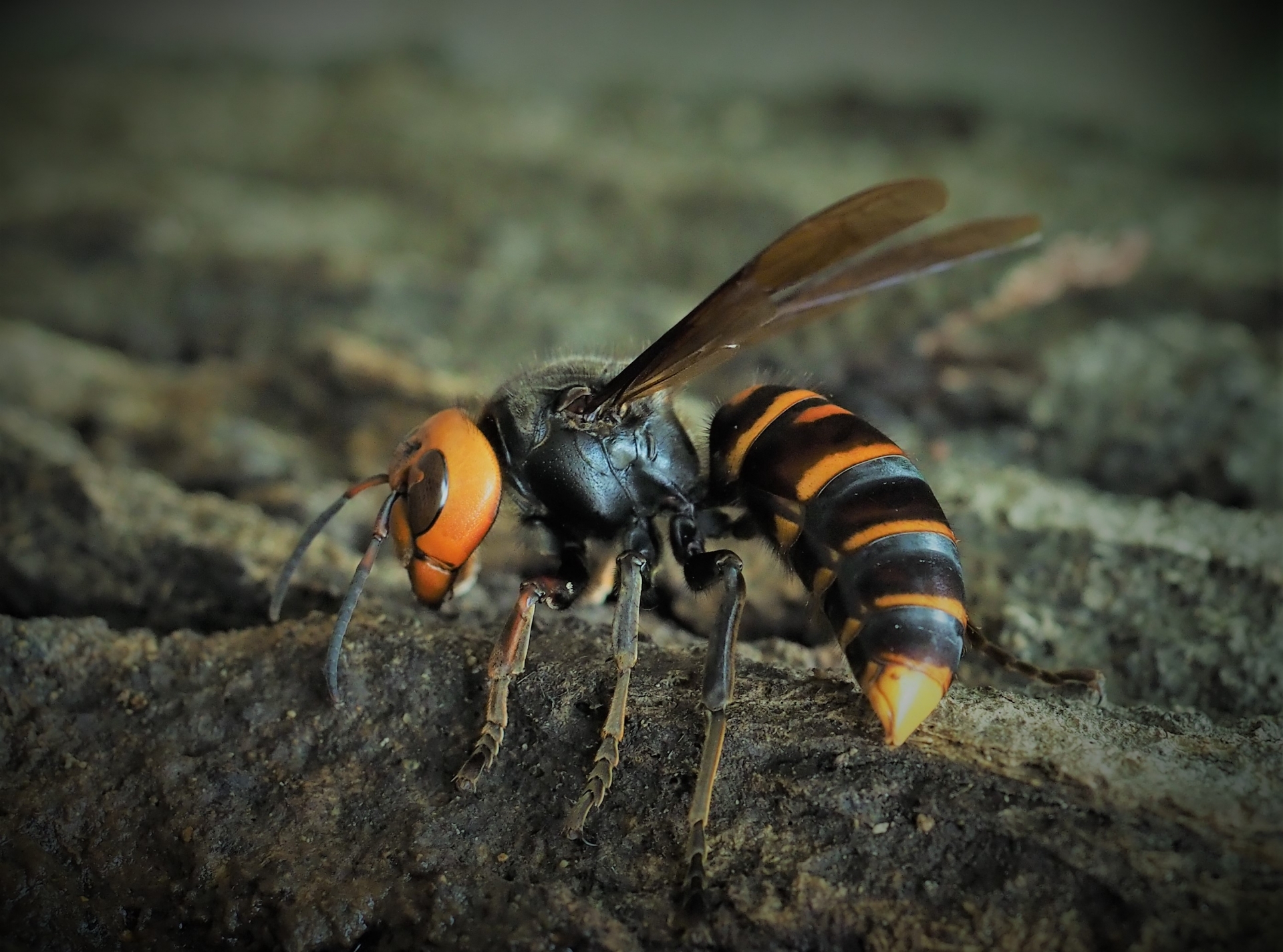 スズメバチを駆除する時間帯は日没後2〜3時間がおすすめ