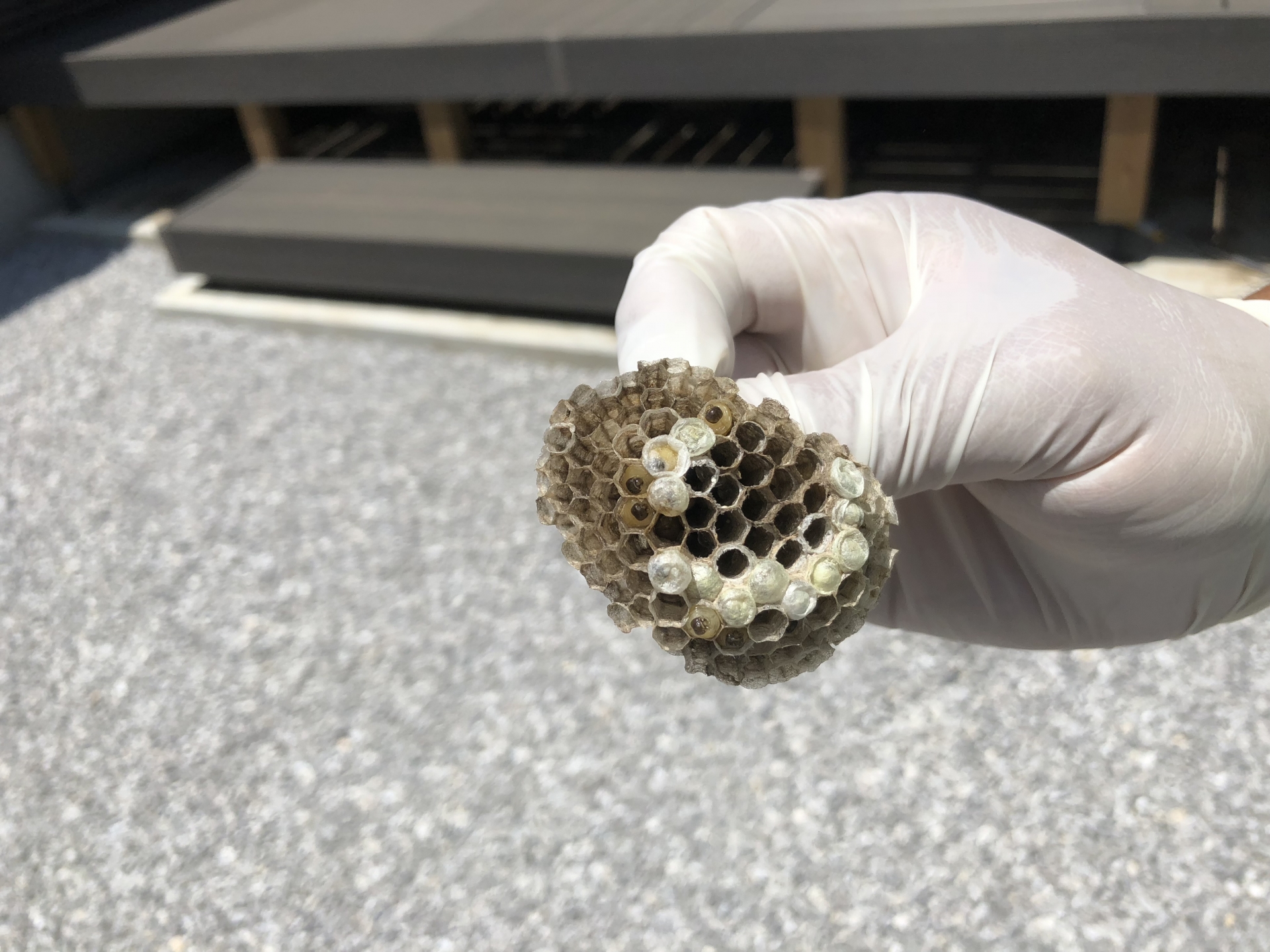 アシナガバチの駆除方法