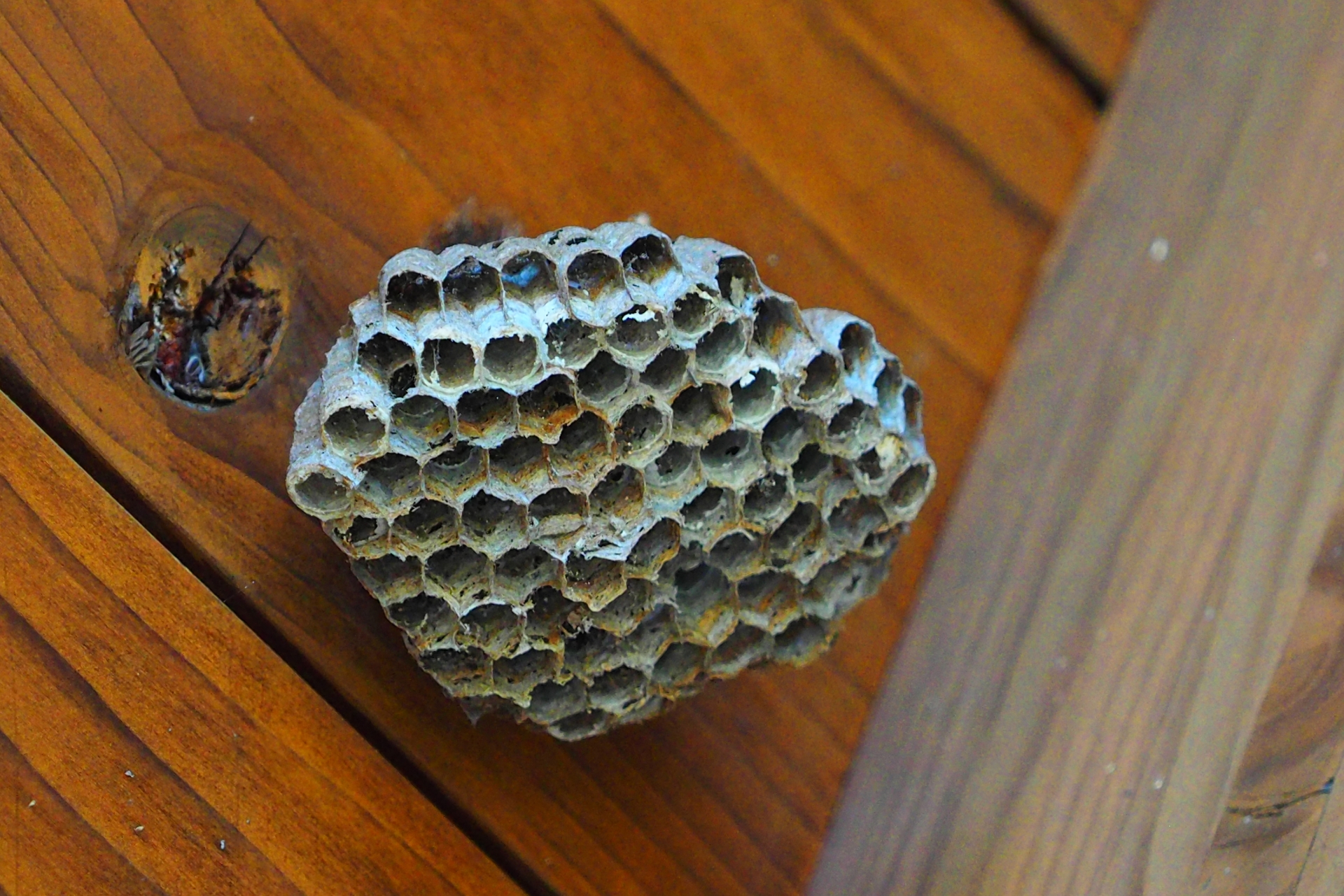 アシナガバチの巣