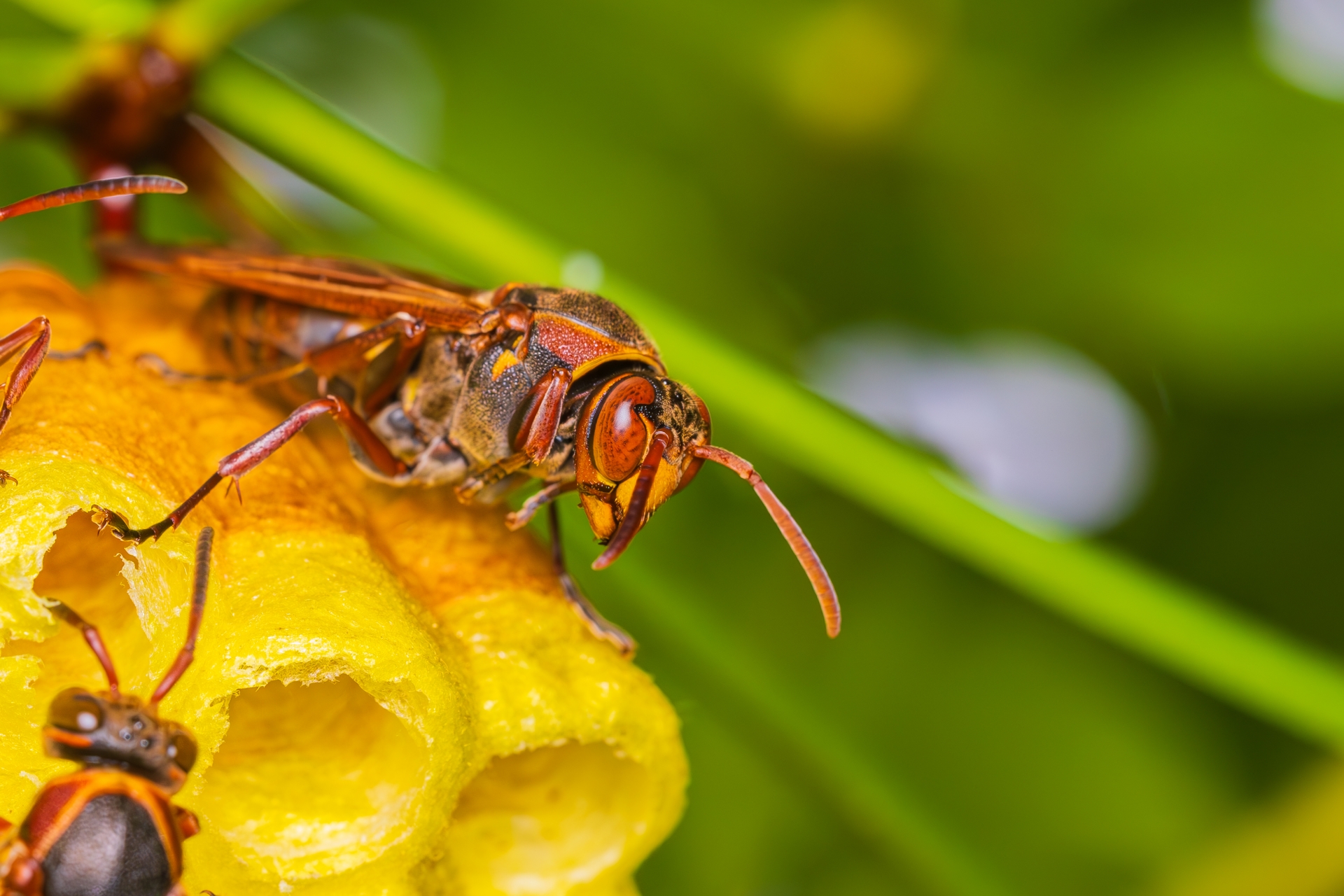 一匹だけウロウロしているアシナガバチの行動パターン
