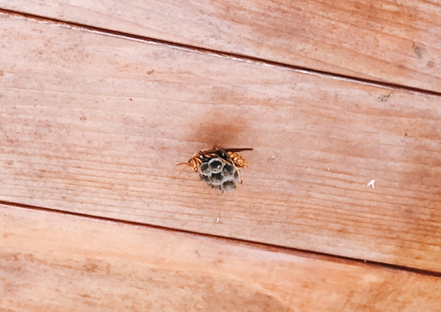 自分で駆除できる小さいハチの巣
