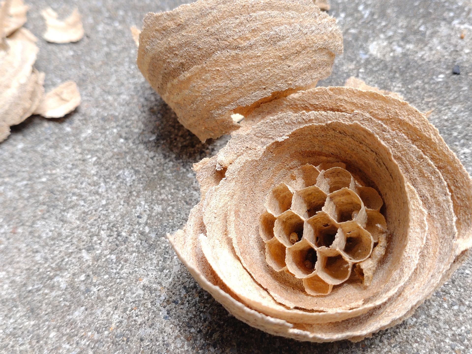 作り始めの蜂の巣を駆除する方法2選