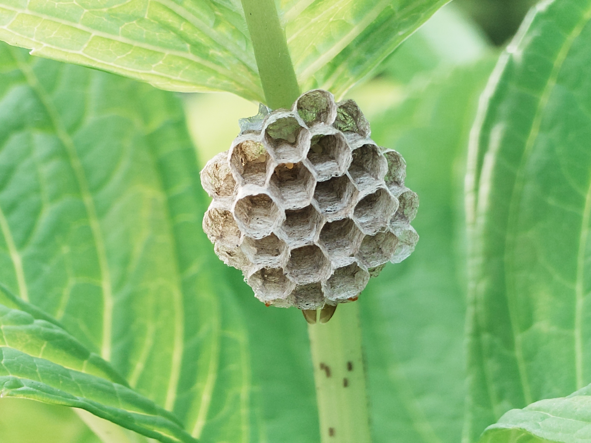 【蜂の種類別】営巣されやすい場所