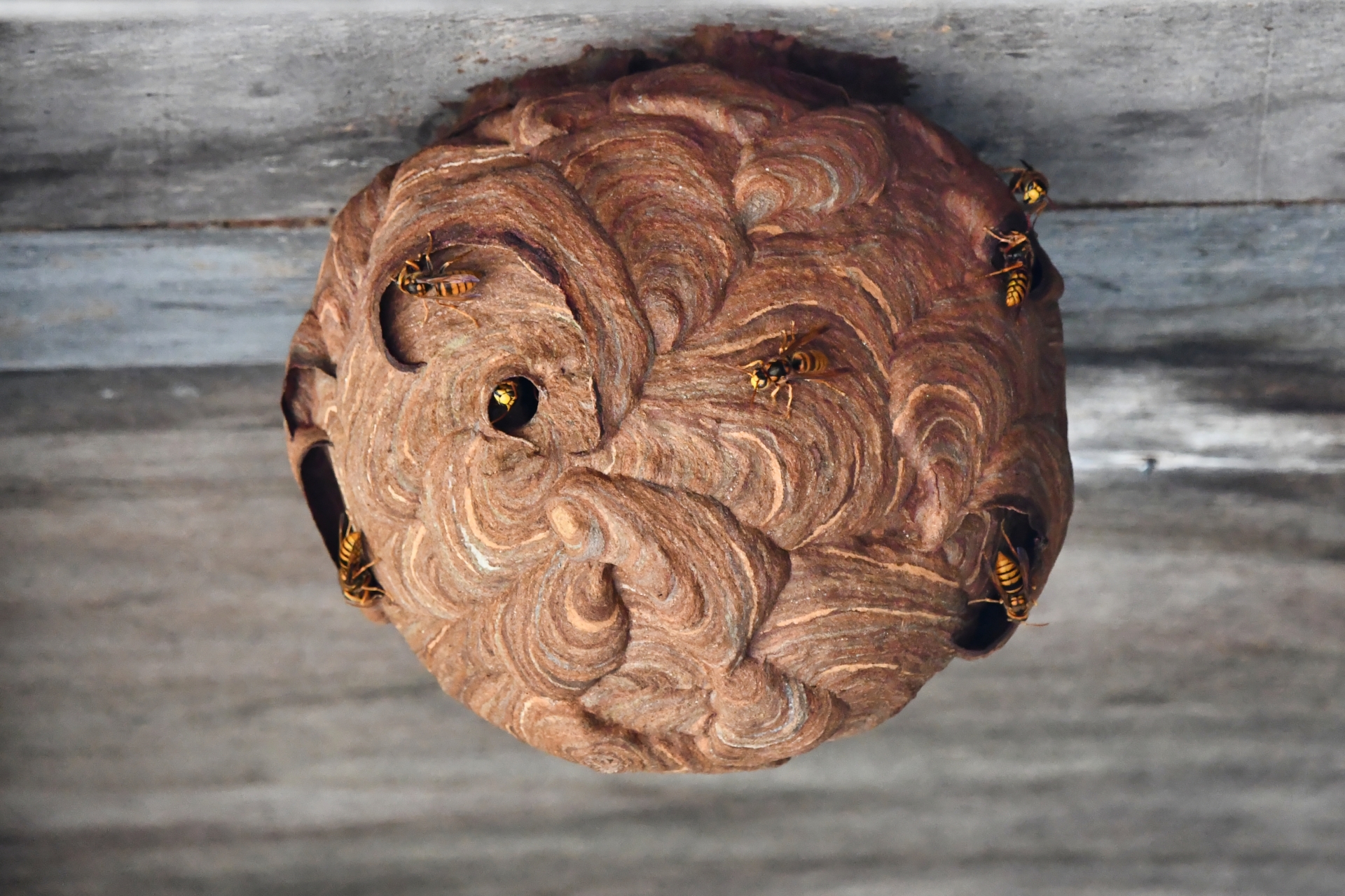 スズメバチの巣作りを時期別に解説