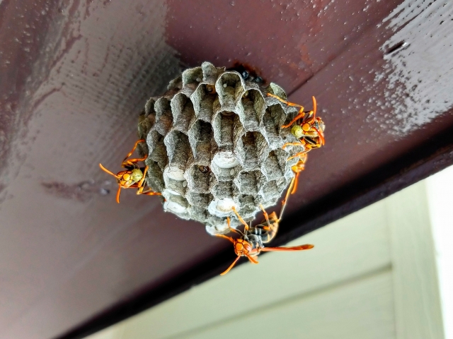 アシナガバチの巣の特徴