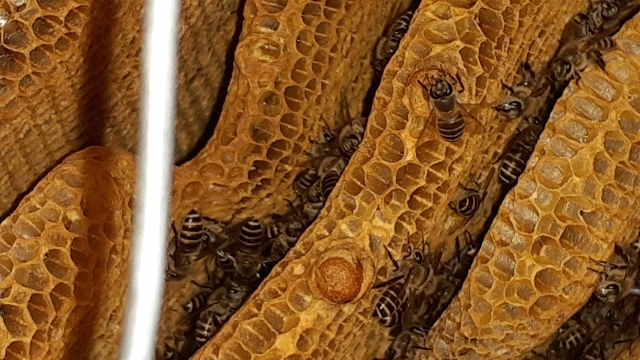 ミツバチのの巣の特徴